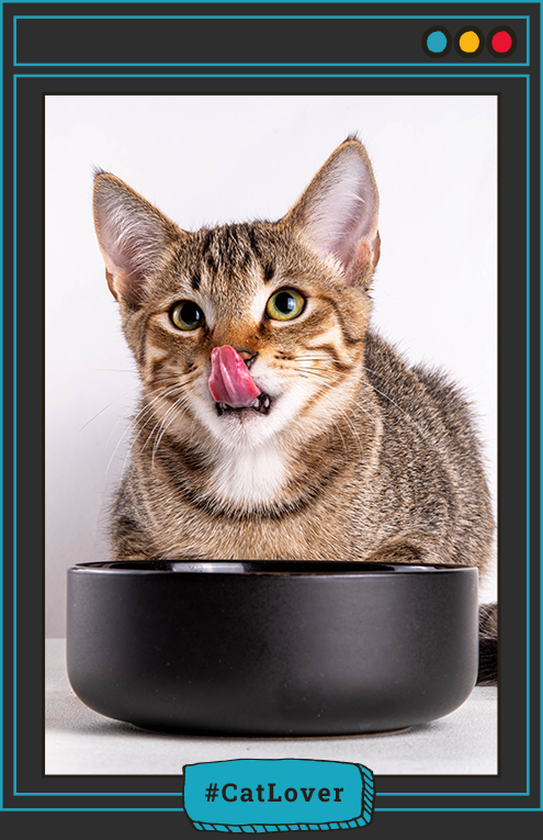 palatabilidad alimento gatos